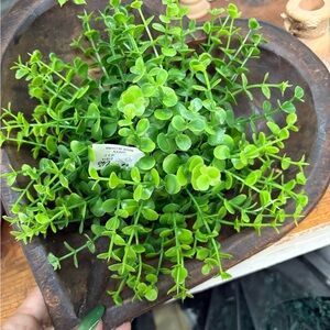 Lush Green Faux Sphere